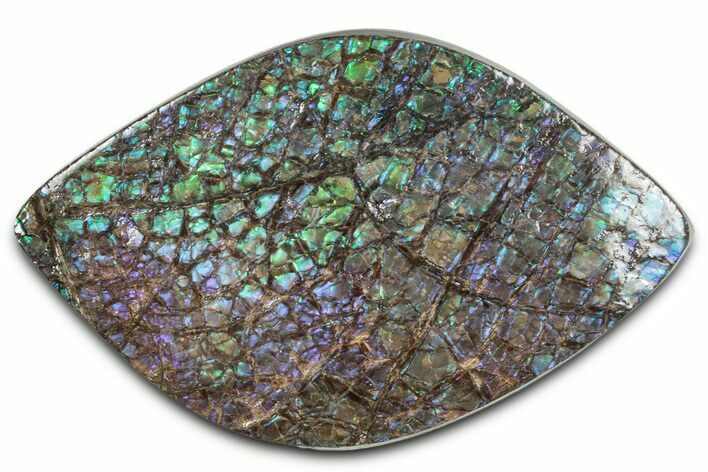 Flashy Ammolite (Fossil Ammonite Shell) - Blues & Greens #350361